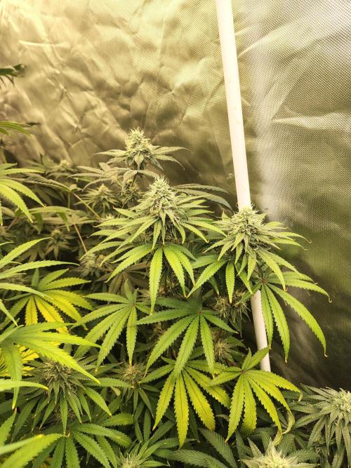 Sewer Fruit. Week 11