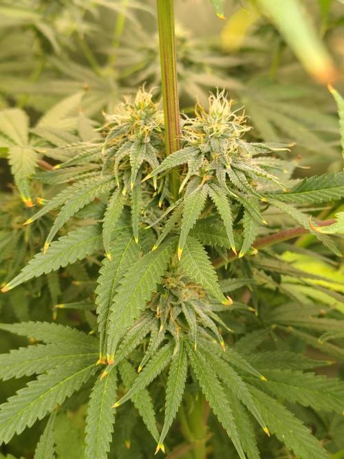 Sewer Fruit. Week 11