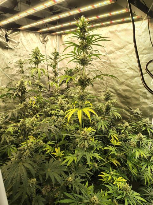 Sunset Sherbet Go Fast. Week 10