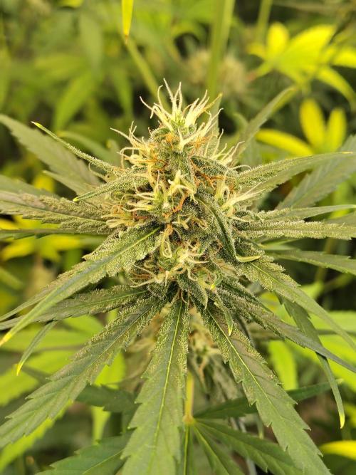 Sunset Sherbet Go Fast. Week 10