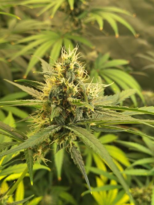 Sunset Sherbet Go Fast. Week 10