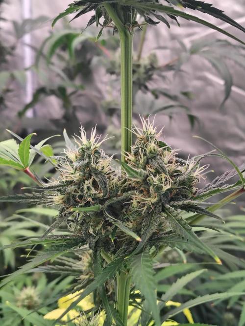 Sunset Sherbet Go Fast. Week 10