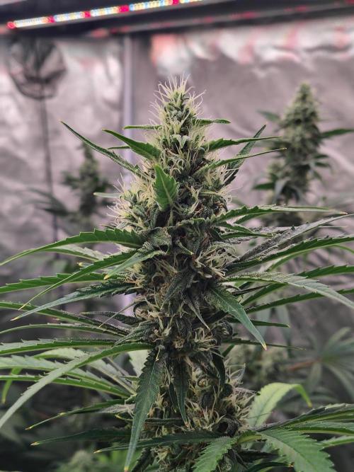 Sunset Sherbet Go Fast. Week 10