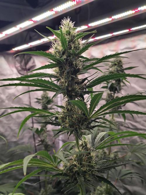 Sunset Sherbet Go Fast. Week 10