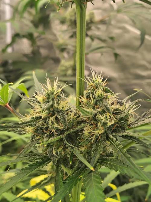 Sunset Sherbet Go Fast. Week 10