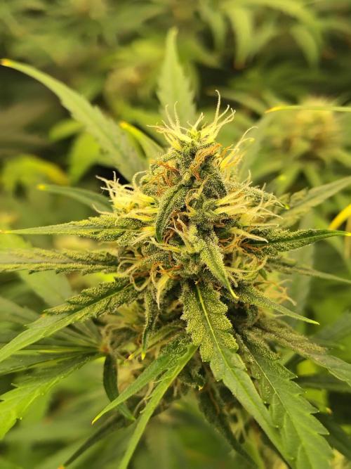 Sunset Sherbet Go Fast. Week 10