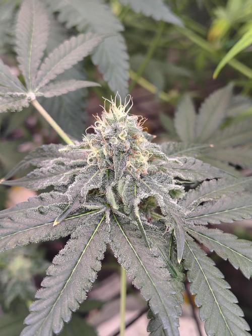 Mango Sherb S1. Week 10