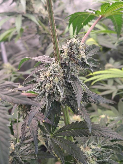 Mango Sherb S1. Week 10