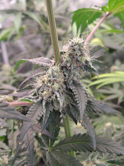 Mango Sherb S1. Week 10