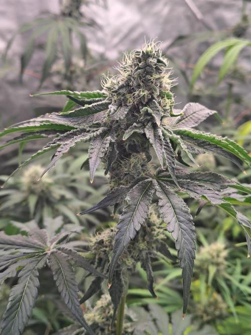 Mango Sherb S1. Week 10