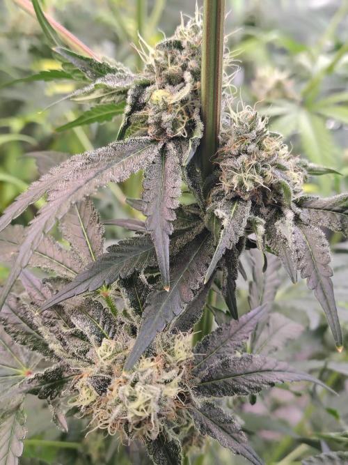 Mango Sherb S1. Week 10