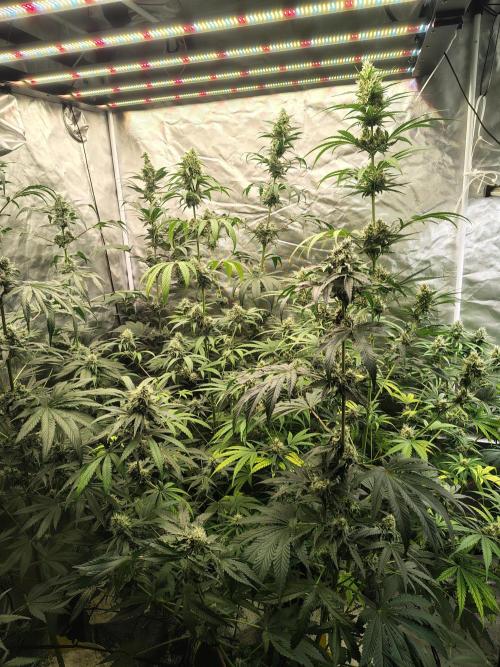 Mango Sherb S1. Week 10