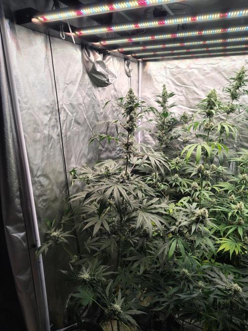 RS11 (Rainbow Sherbet). Week 10