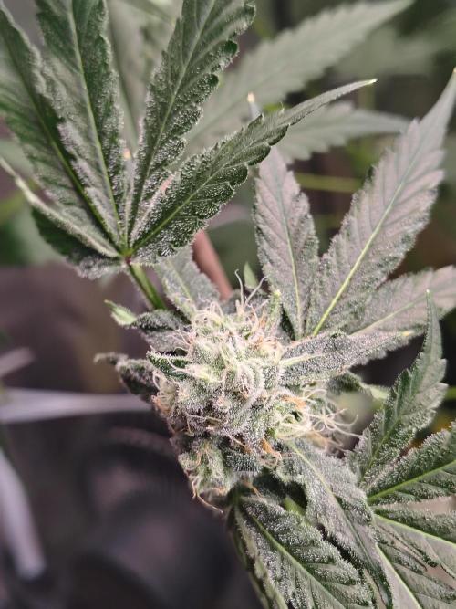 RS11 (Rainbow Sherbet). Week 10