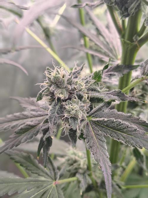 RS11 (Rainbow Sherbet). Week 10