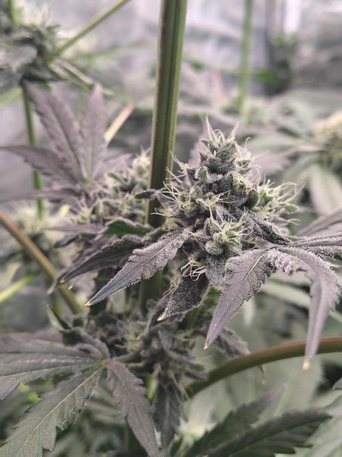 RS11 (Rainbow Sherbet). Week 10