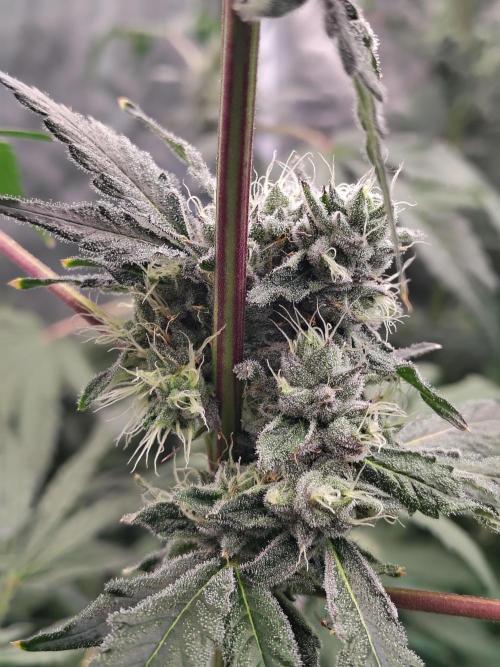 RS11 (Rainbow Sherbet). Week 10