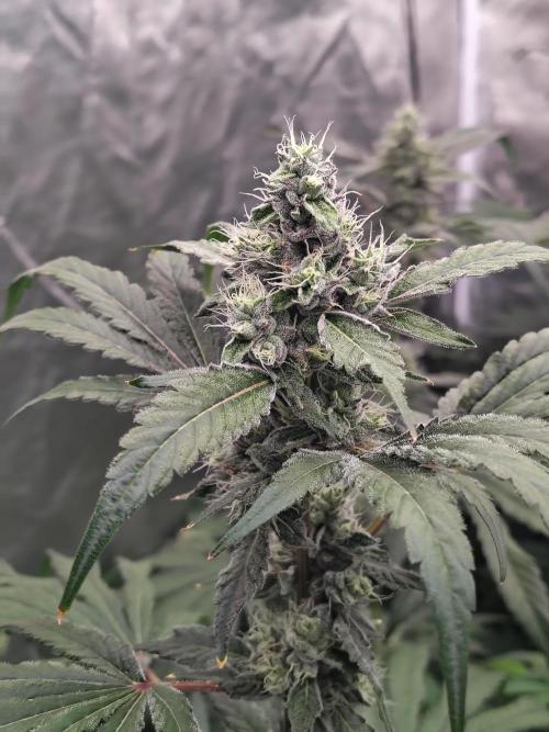 RS11 (Rainbow Sherbet). Week 10