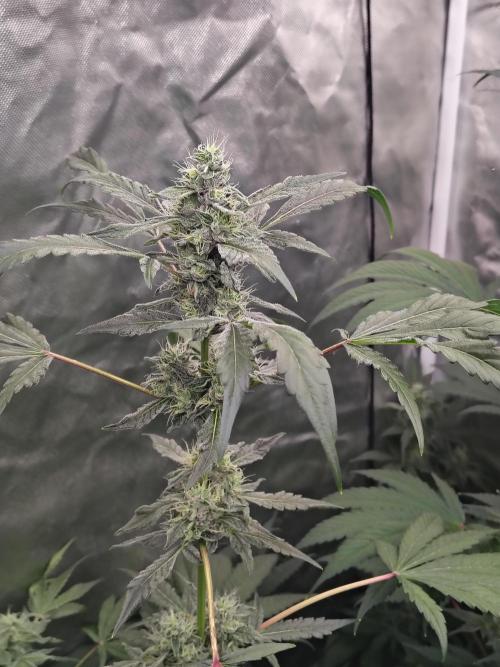 RS11 (Rainbow Sherbet). Week 10