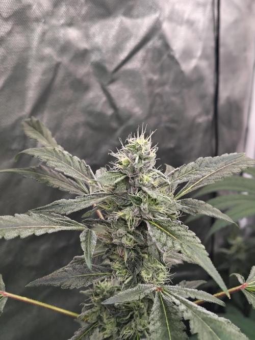 RS11 (Rainbow Sherbet). Week 10