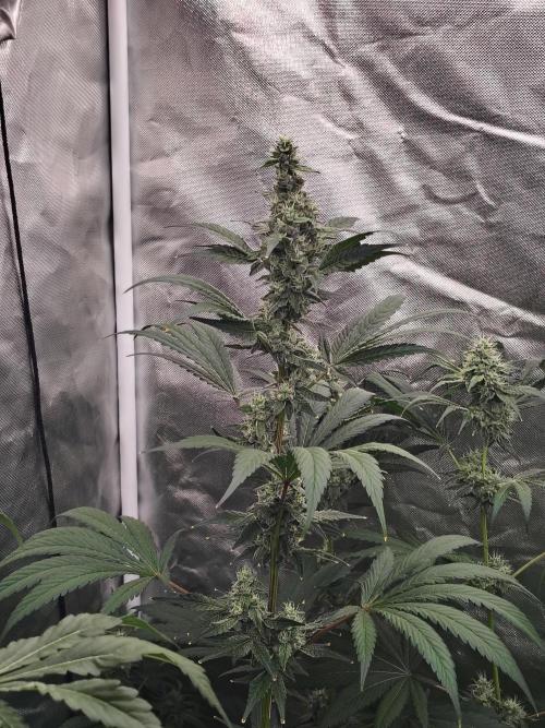 RS11 (Rainbow Sherbet). Week 10