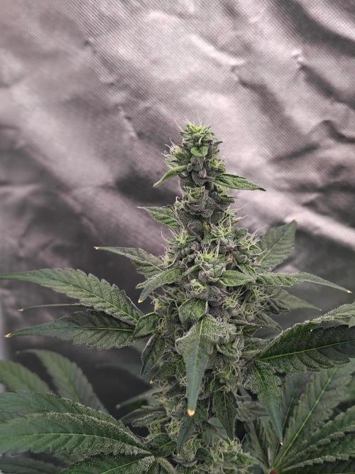 RS11 (Rainbow Sherbet). Week 10