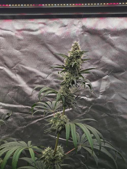 RS11 (Rainbow Sherbet). Week 10