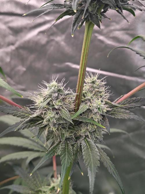 RS11 (Rainbow Sherbet). Week 10