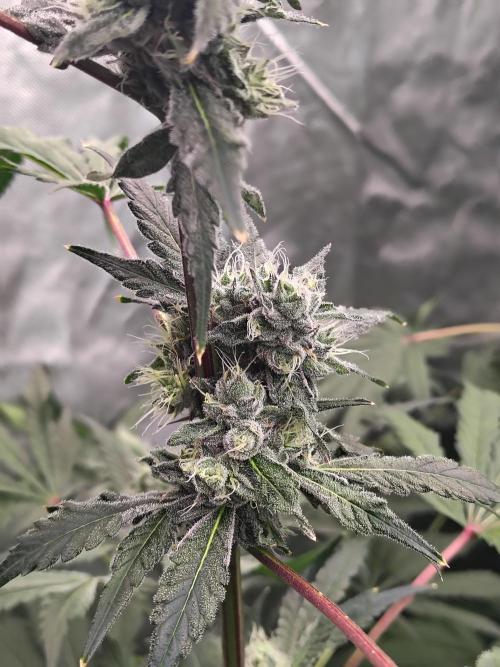 RS11 (Rainbow Sherbet). Week 10