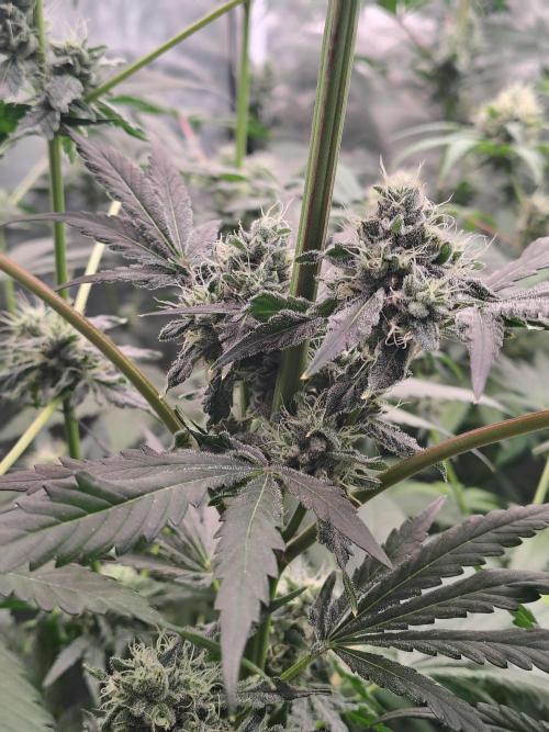 RS11 (Rainbow Sherbet). Week 10