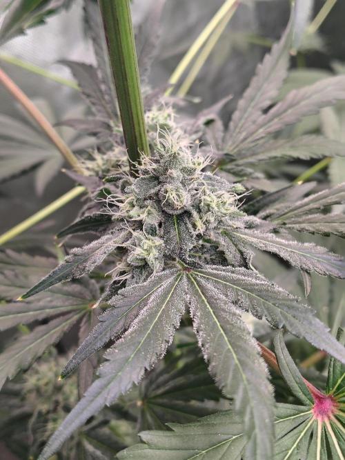 RS11 (Rainbow Sherbet). Week 10