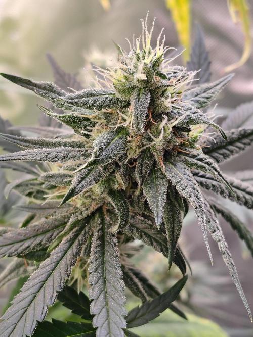 Sunset Sherbet. Week 11