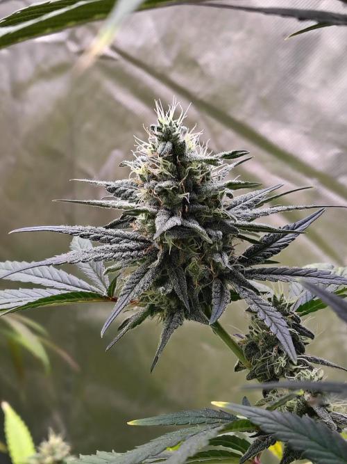 Sunset Sherbet. Week 11