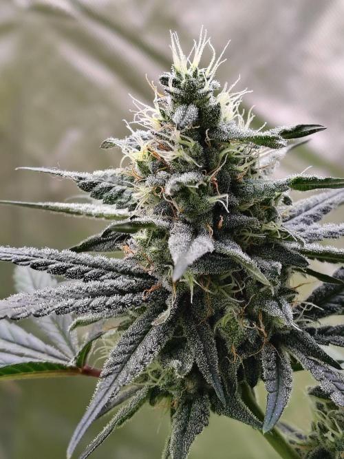 Sunset Sherbet. Week 11