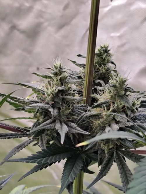 Sunset Sherbet. Week 11