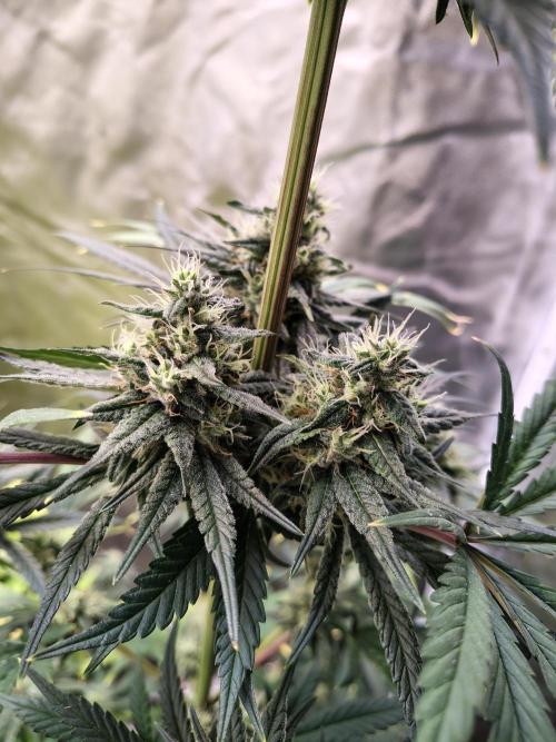 Sunset Sherbet. Week 11