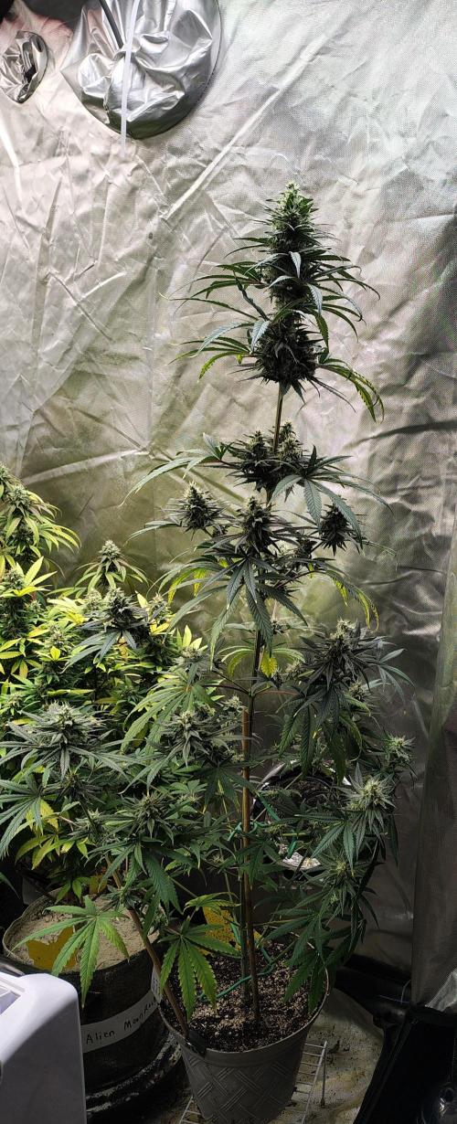 Sunset Sherbet. Week 11