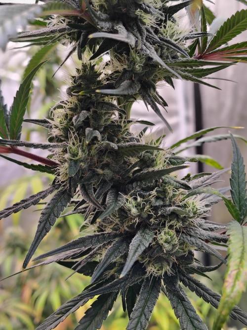 Sunset Sherbet. Week 11