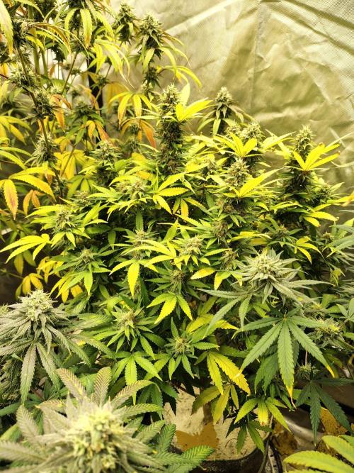 Alien Moonrocks. Week 16