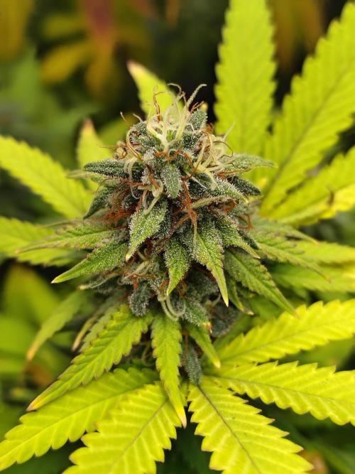 Alien Moonrocks. Week 16