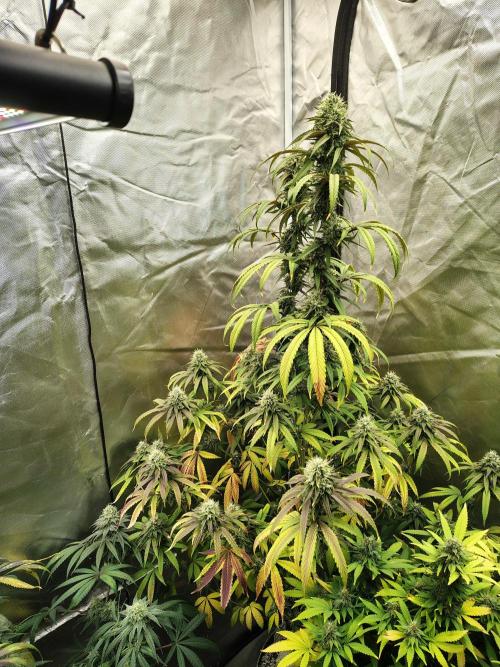 Blueberry Swirl. Week 17