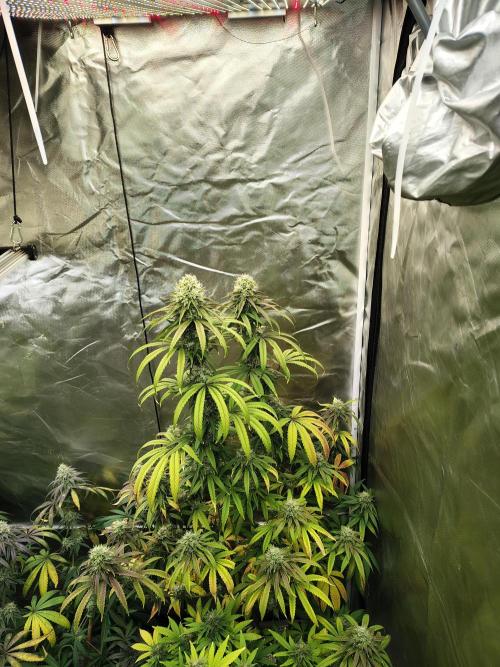 Blueberry Swirl. Week 17