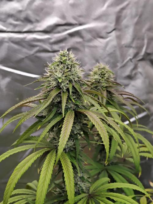 Blueberry Swirl. Week 17