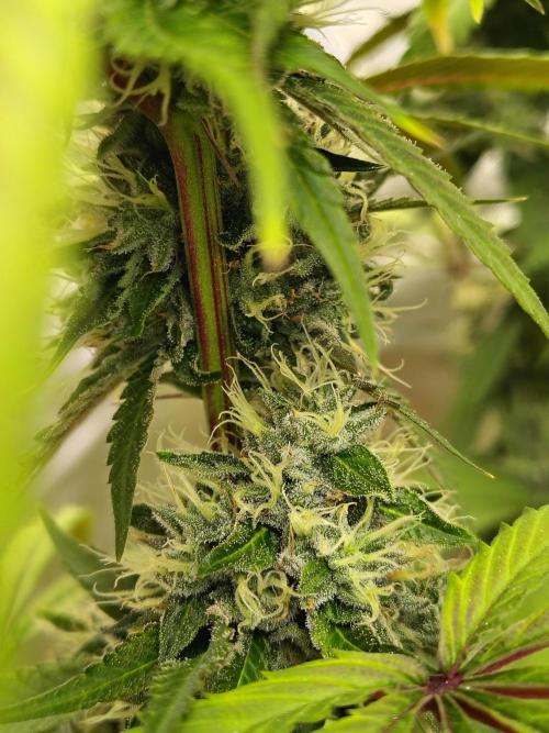 Blueberry Swirl. Week 17