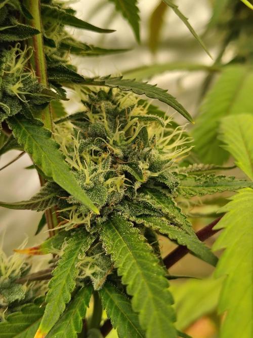 Blueberry Swirl. Week 17