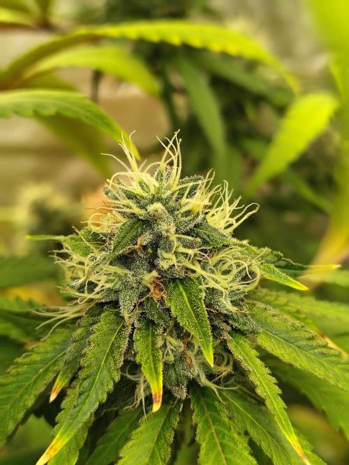 Blueberry Swirl. Week 17