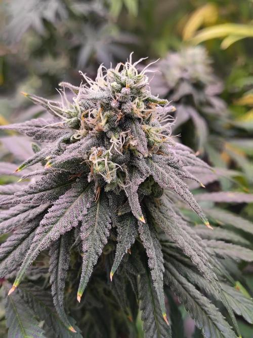 Sewer Fruit. Week 11