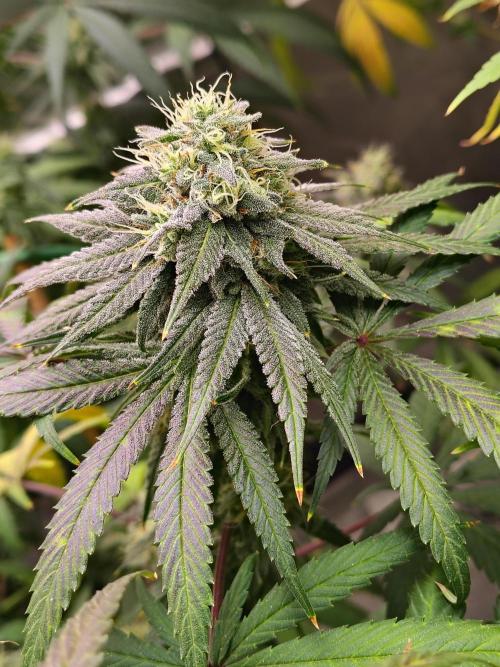 Sewer Fruit. Week 11