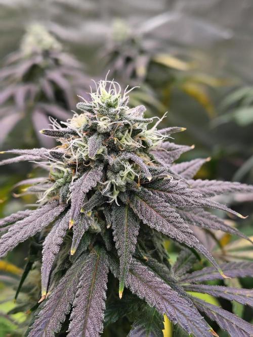 Sewer Fruit. Week 11