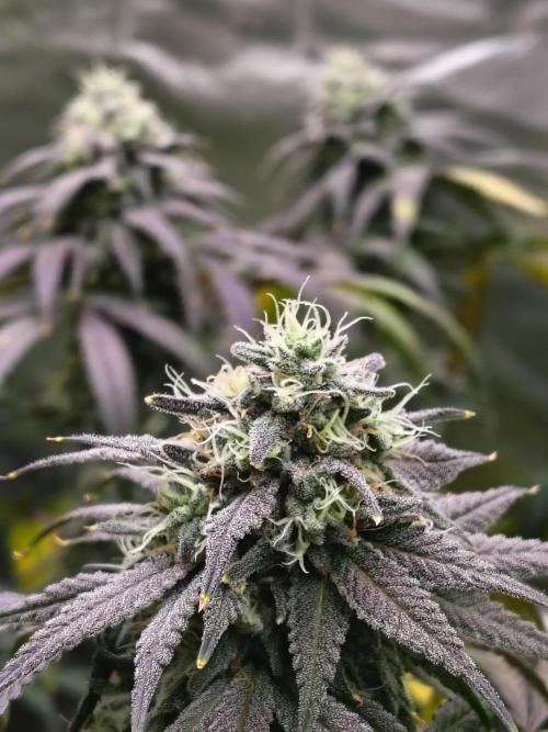 Sewer Fruit. Week 11